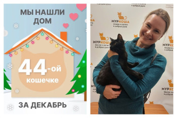Кошка Виккуси встретила прекрасную хозяйку!