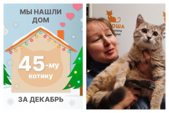 Котик Эш стал частью прекрасной семьи за десять дней!
