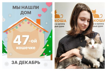 Кошечка Дадди стала домашней спустя две недели!