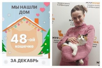Спустя месяц в новый дом отправилась кошка Куршавель!