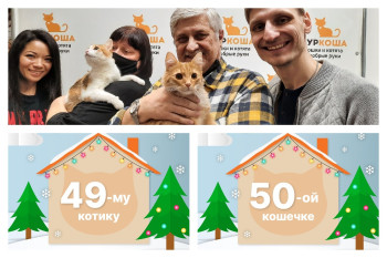 Кошечка Буда и котик Пешт отправляются в новый дом вместе!