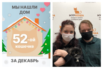 Малышка Шэйла стала домашней кошечкой!