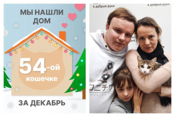 Отважная кошечка Кнафе отправилась домой!