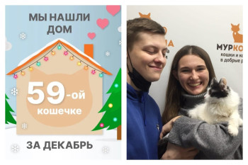 Кошечка Фрезия встретила любящую семью!