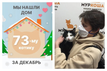 Котик Мяуритто начинает счастливую домашнюю историю!