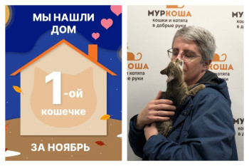 Отважная кошечка Гугляша начинает домашнюю жизнь!