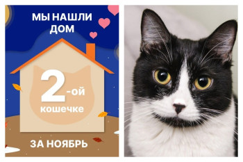 Кошечка Пэнтис стала домашней любимицей за два месяца!