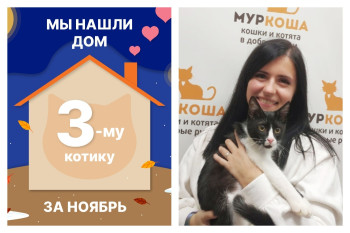 Котик Гладислав становится домашним!