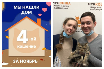 Кошечка Ариста встретила свою семью всего за месяц!