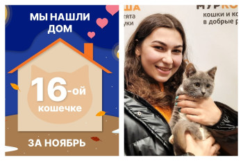 Котёнок Кукуся нашла дом за один месяц!