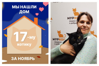 Котик Сурик стал домашним и счастливым!