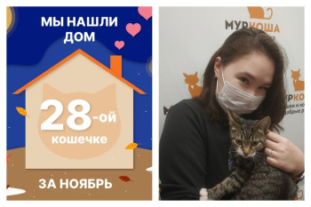 У кошечки Гаваны появилась чудесная хозяйка!