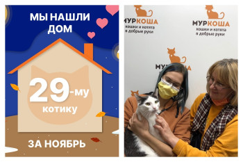 Котик Сеймур начинает новую жизнь!