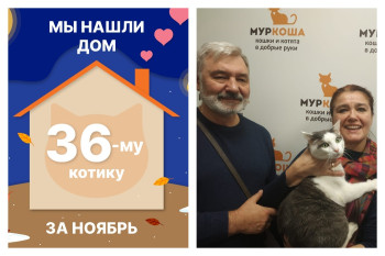 Котик Вильгельм отправился в новый дом!
