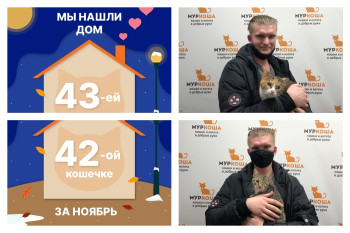 Кошечки Пурсефона и Дашута начинают домашнюю жизнь вместе!