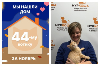 Котёнок Чувачок стал домашним за один месяц!