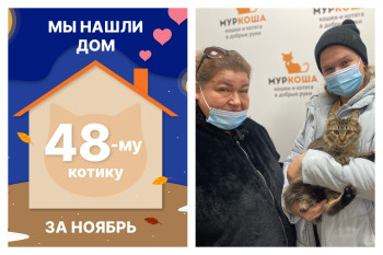 Котик Алли стал домашним любимцем!