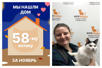 Котик Пледик стал домашним и счастливым!