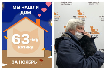 Котик Нестор теперь домашний и счастливый!