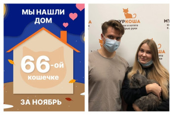 Кошечка Латия стала домашней любимицей!