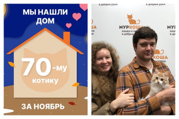 Рыжий Джампер нашёл дом за неделю!