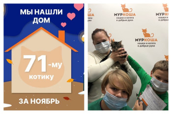 За три недели нашёл дом Найджел!