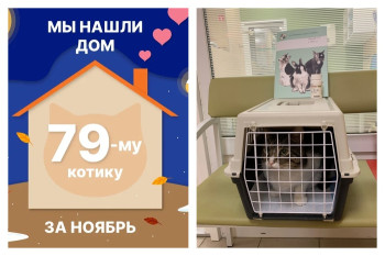 Шестилетний кот Валик обрёл домашнее счастье!