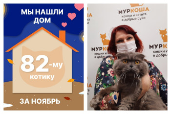 Котик Сильвестр начинает жизнь с чистого листа!