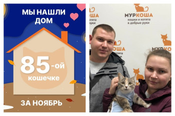 Кошечка Мидина начинает домашнюю жизнь!