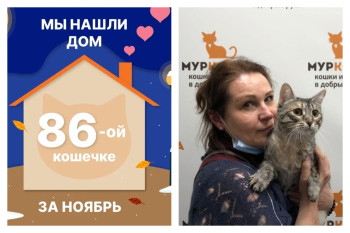 Прекрасная кошечка Тальва стала домашней любимицей!