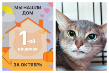Кошечка Аляска стала домашней и счастливой!