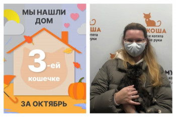 Кошечка Персея стала домашней любимицей!