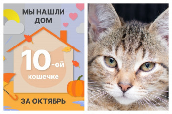 Кошечка Плюшечка отправилась домой спустя семь дней!