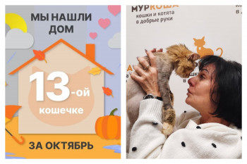 У кошечки Виноградинки появилась заботливая хозяйка!