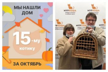 Котик Василь начинает счастливую домашнюю жизнь!