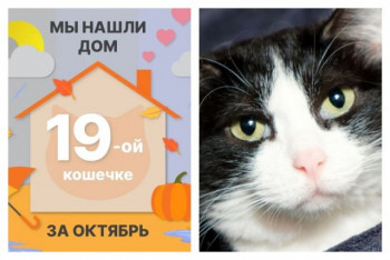 Кошечка Луиса отправилась домой!