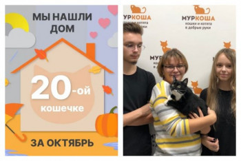 Кошечка Лампочка рада познакомить со своей семьёй!