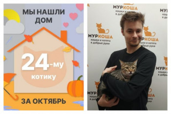 Котик Мультяшник отправился в новый дом!