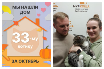 Котик Космос стал домашним любимцем!