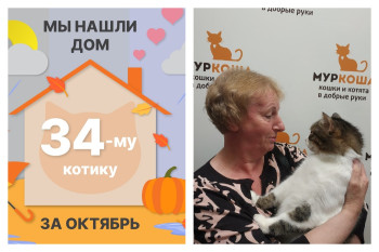 Котик Меркурий встретил надежную хозяйку!