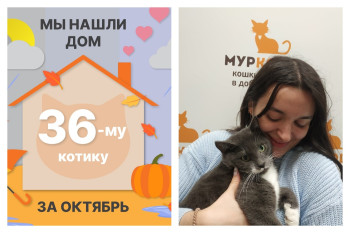 Юный котик Звездочет стал домашним и счастливым!