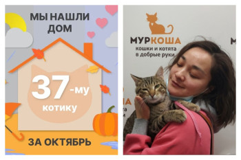 Котик Баксик встретил чудесную хозяйку!