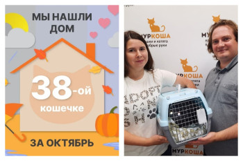 Кошечка Грейси начинает счастливую жизнь дома!