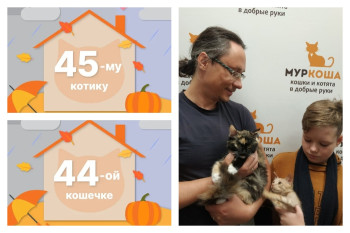 Кошечка Джахи и котик Серфер начинают домашнюю жизнь вместе!