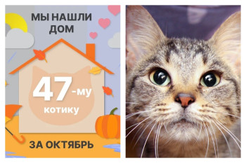 Котик Стёпка стал домашним и любимым!