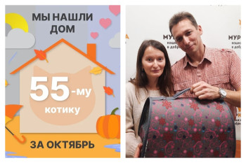 Котик Фося начинает долгожданную домашнюю жизнь!