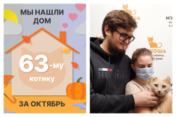 Котик Мохаве нашел дом за два месяца!