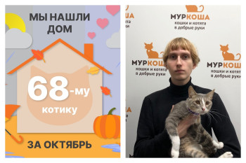 Котик Тоторо нашел дом за два месяца!