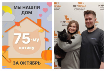 Пятилетний кот Гризли встретил заботливых хозяев!