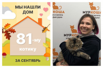 Котик Демид стал домашним любимцем!